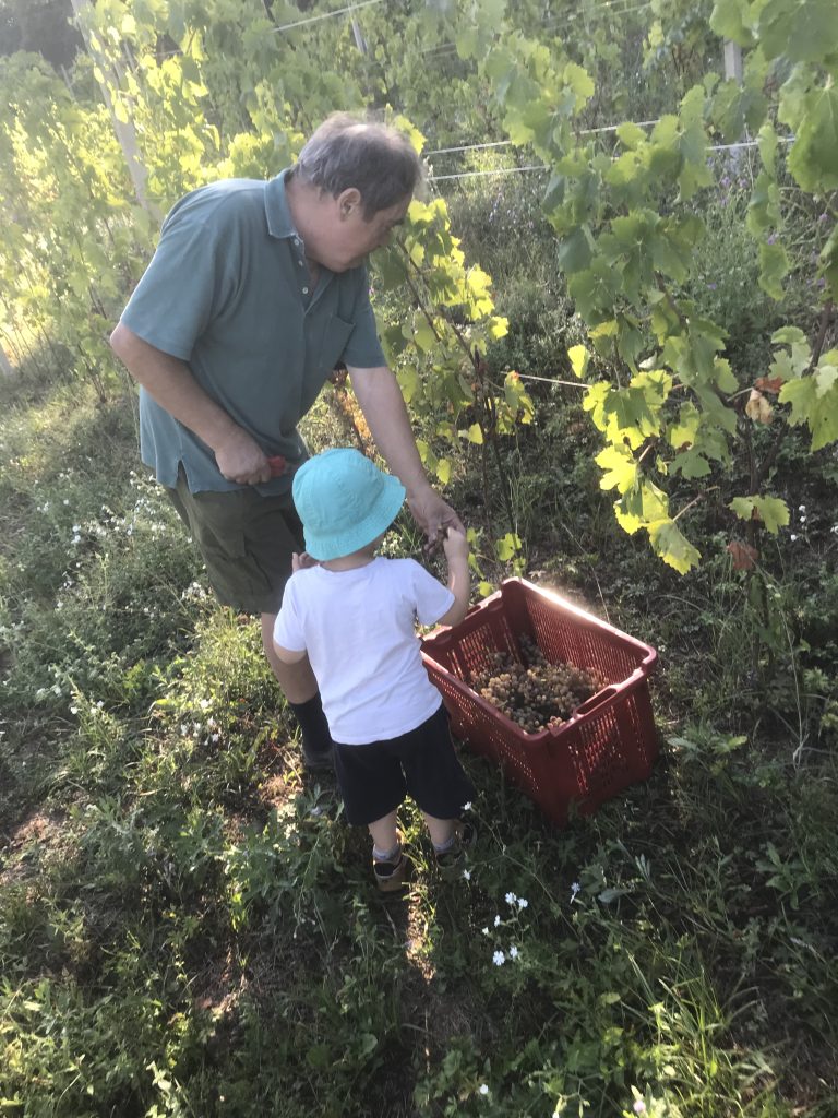 Prima vendemmia del vigneto Arca