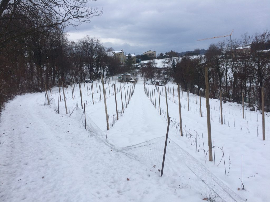 Piantumazione e vista del vigneto Arca