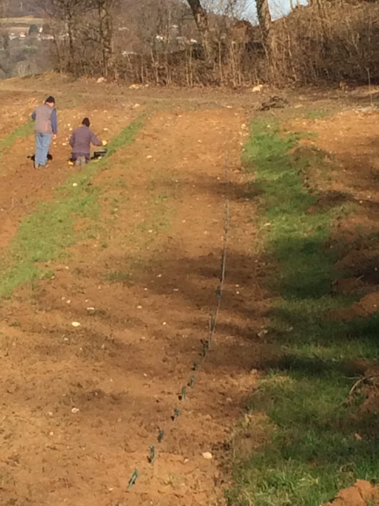 Piantumazione e vista del vigneto Arca