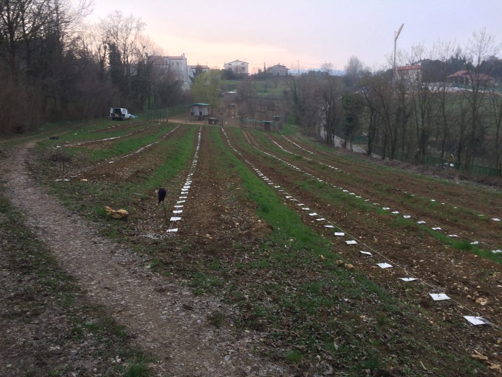 Piantumazione e vista del vigneto Arca