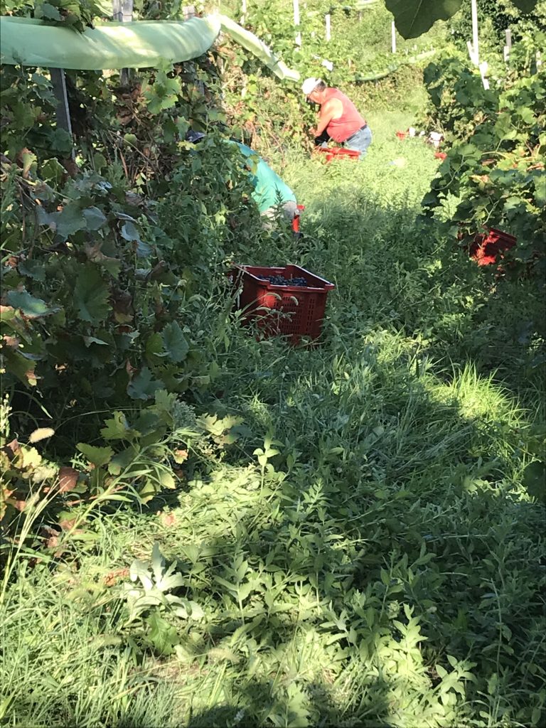 Vendemmia nel vigneto Fameja
