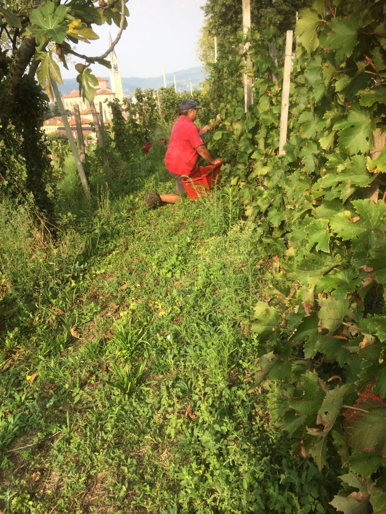 Vendemmia nel vigneto Fameja