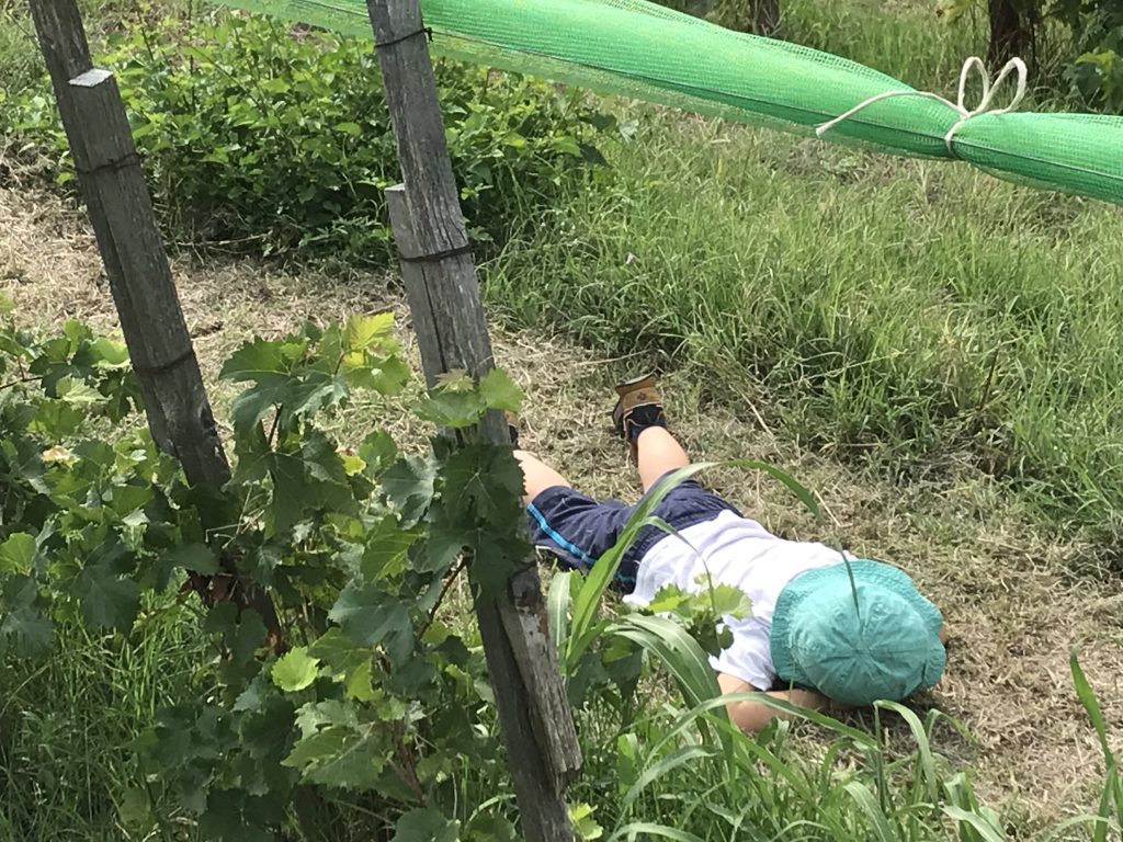 Vendemmia nel vigneto Fameja