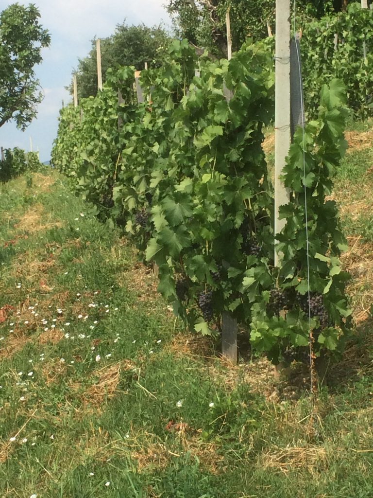 Vista del vigneto Fameja