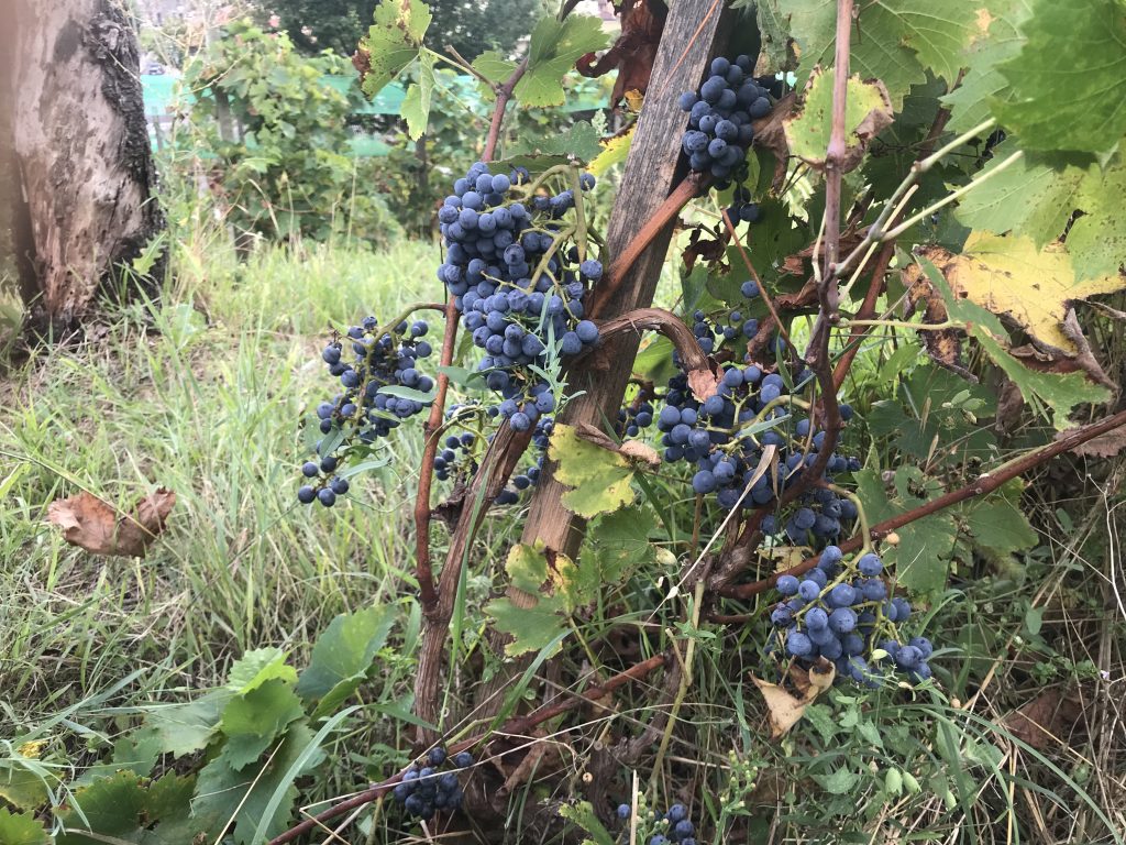 Viti ad alberello alcalmarese nel vigneto Fameja
