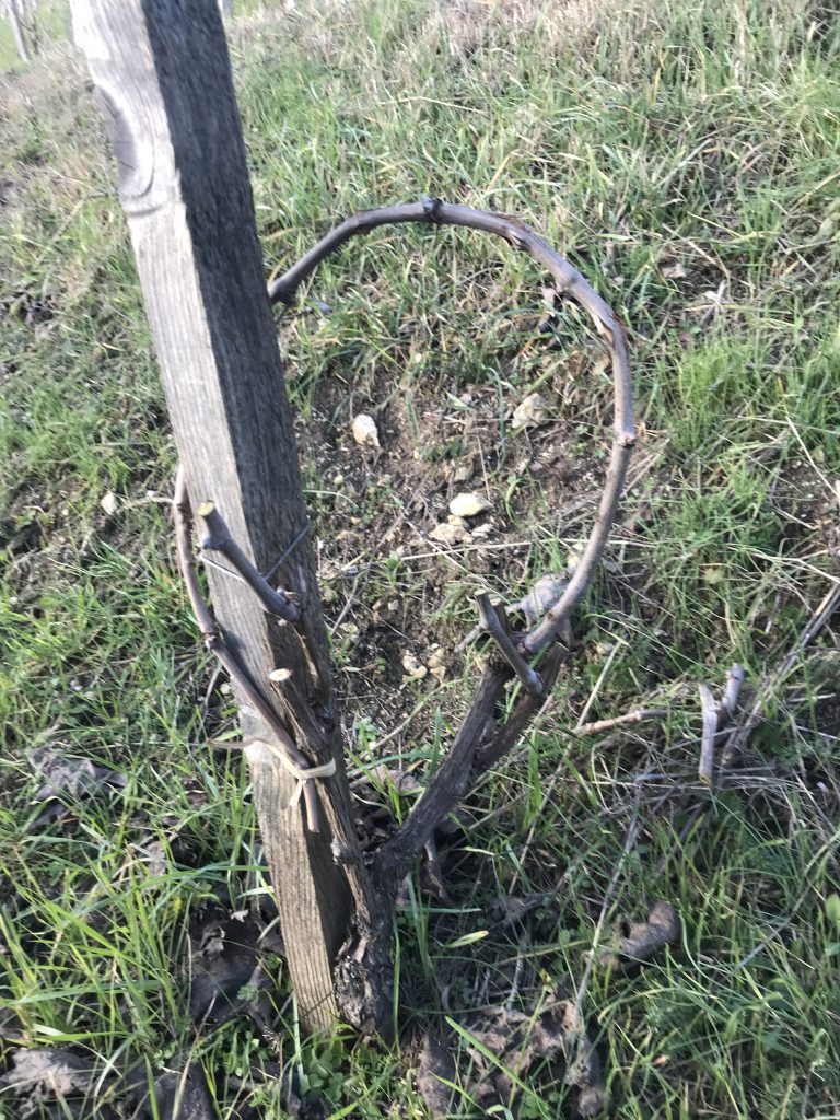 Viti ad alberello alcalmarese nel vigneto Fameja